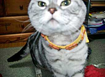 ���҂��񂭂�