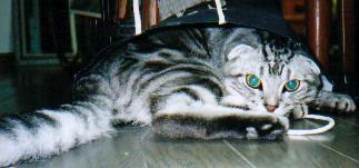 �����ꂭ��