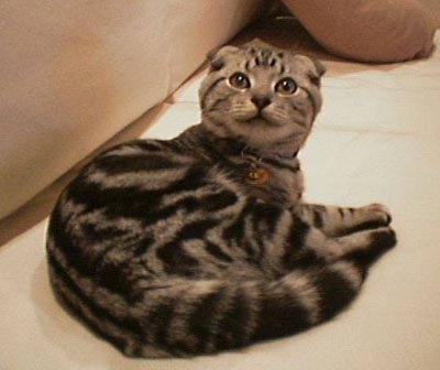 �^�C�K����