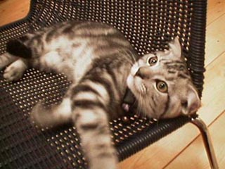 �^�C�K����@���̂Q