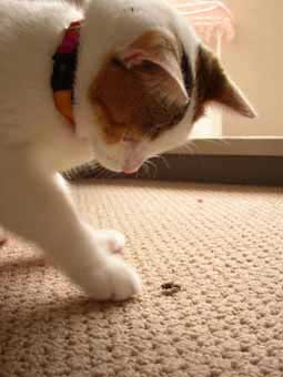 �~�q�����