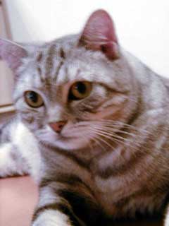 ���肿���