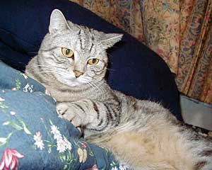 ���肿���