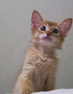 ���肷�����