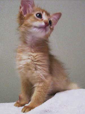 ���肷�����